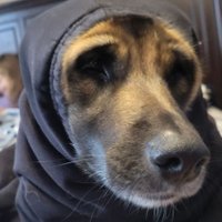 Victor Ballermann (@vballermann) 's Twitter Profile