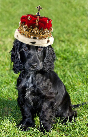 Prince among royal pooches.  Pet of Duke & Duchess of Cambridge. Prince George's furry big brother.  Likes sausages.