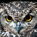 Wise Owl (@vanlife4ever) Twitter profile photo Wise Owl (@vanlife4ever) Twitter profile photo