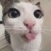Only Cat Photos (@onlycatphotos) Twitter profile photo Only Cat Photos (@onlycatphotos) Twitter profile photo