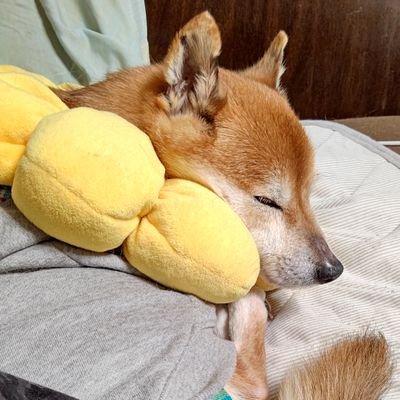 りりぃ《ツイフィあり/雑多垢の為ミュート推奨》さんのプロフィール画像