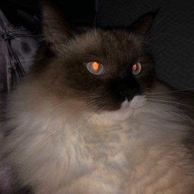 gold2sleepy's profile picture. hi