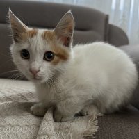 Mehmetsiraç Baytok (@siracbaytok) 's Twitter Profile Photo