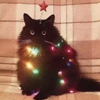Icy (@icy2valid) 's Twitter Profile