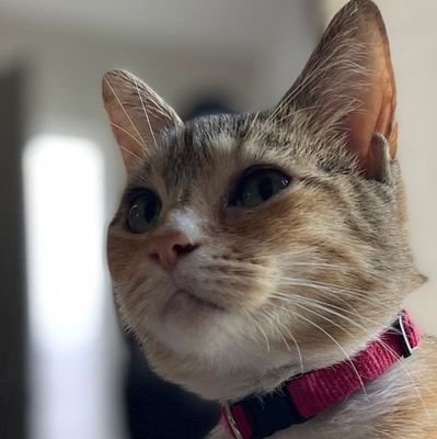 Nahual1_'s profile picture. Bunas, Buenas, aquí Nahual. reportándose