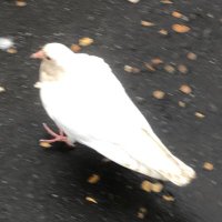 Tazerrr (@tazerrr_onx) 's Twitter Profile