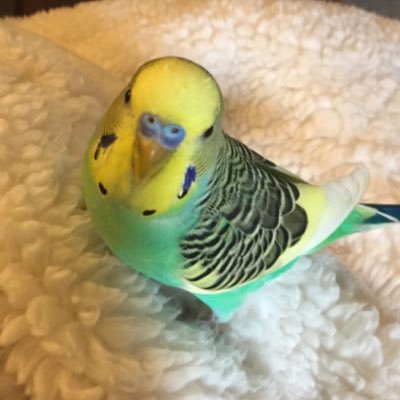 Willy8462912222's profile picture. ポジティブな翼を広げ、メンタルヘルスの擁護者❤️❤️一緒にいて楽しい