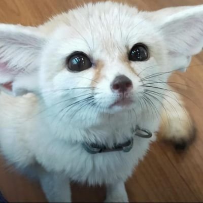 idkwhothisis987's profile picture. She/Her ΘΔ