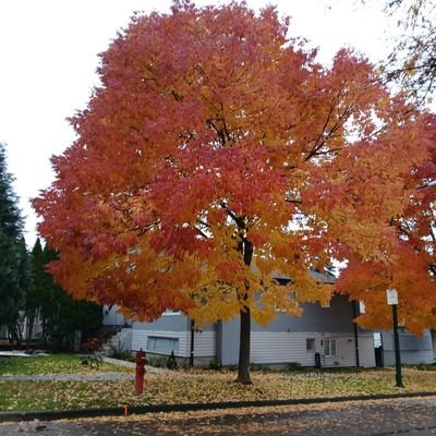 arahul17's profile picture. 