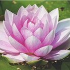 副業の成功法を発信中。副業を始めたい人に有益な情報を提供。少額ですが10万円プレゼント企画もしています♫ 詳細はコチラ▷ https://t.co/x8uwp4G5oc