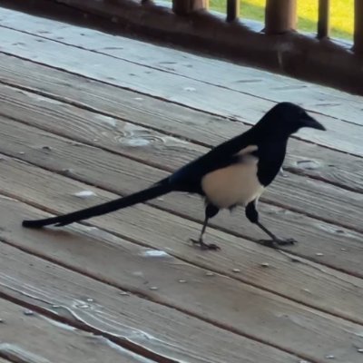 🐦 Gerald Hough 🐦さんのプロフィール画像