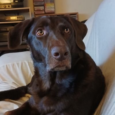 Gray4Democracy's profile picture. WE ARE FUCKED!  And Elon is leading the charge.

Bend over folks, you voted them in!