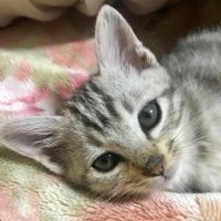 菜緒🐰🐰 (@ren__kai1999) 's Twitter Profile Photo 菜緒🐰🐰 (@ren__kai1999) 's Twitter Profile Photo