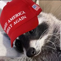 RakoonGamer (@rakoongamer2001) 's Twitter Profile
