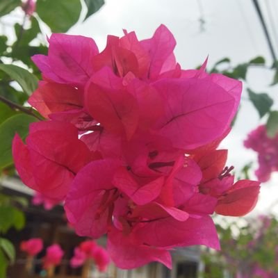BungaMerahさんのプロフィール画像