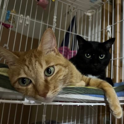 vaisravana6291's profile picture. 自転車と猫とガンプラとラーメンと。ブルベでゆるゆる走ってます