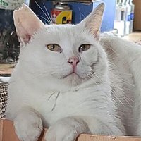 みつか🐱🌸 (@charmy_mika) 's Twitter Profile
