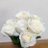 otohaneanemone
