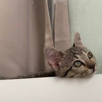 khaohom (@khaohommeow) 's Twitter Profile Photo khaohom (@khaohommeow) 's Twitter Profile Photo
