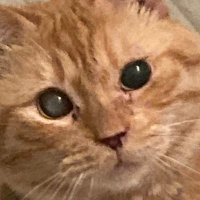 🐈 (@ashersarchive) 's Twitter Profile