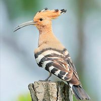 SAGAR RAO (@sagarra04286732) 's Twitter Profile