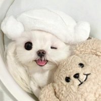 추격 (@ch_antong) 's Twitter Profile