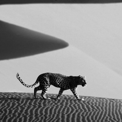 BandarSFA's profile picture. نجد شامت لأبو تركي وأخذها شيخنا واخمرت عشاقها عقب لطم خشومها