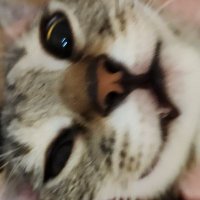 A (@midori_apple_a) 's Twitter Profile