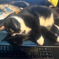 Moe K (@shempthecat23) 's Twitter Profile