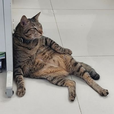 lilhangover's profile picture. 🏃‍♂️⚖🆕️🗣