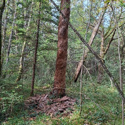 MrToast9999's profile picture. 