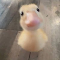 Jonay. (@jonayfn) 's Twitter Profile