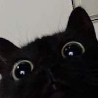 Steeve 転 (@steevetm) 's Twitter Profile