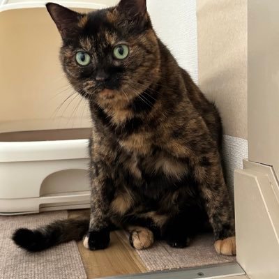 mucchan87513189's profile picture. 2022.11- 未経験SES | 主にVBA 使ってます | Ruby on Rails 勉強中 | Webアプリ作りたい！ | 食べ物と音楽とおでかけが好き | Java Gold / 基本情報 | ENFJ(主人公)