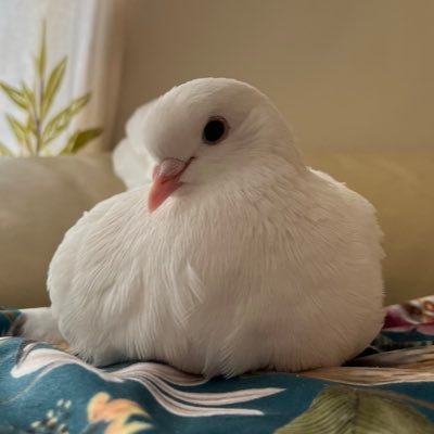 JCさんのプロフィール画像