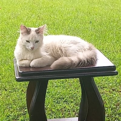 kenkorir's profile picture. Consultant -
Imperial Hospitality Consultants