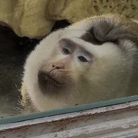 Mimi Monyet (@netijenmonyet) 's Twitter Profile