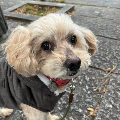 toypoomiechan's profile picture. 2011年生まれの男の子。お散歩が大好きです🐶モンストやってます。ガンプラ。😍DMは❌