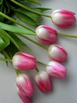 kuwait