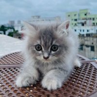 Cat Lover (@syedanilima21) 's Twitter Profile