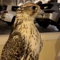 π (@lm0_ll) 's Twitter Profile