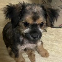 ZOE (@zoe324980584562) 's Twitter Profile