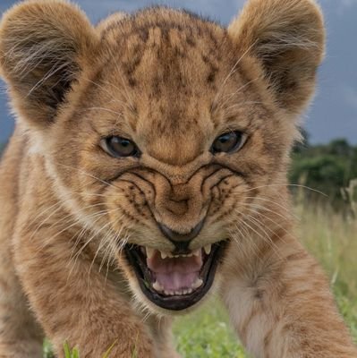 TheRealArrrlex's profile picture. Investor.

My thoughts are my own.
-I invest for growth, not to gamble.
-Do your own research and due diligence.
-I am not a financial advisor.
$ILUS