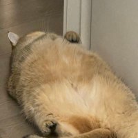 ChrisCqly (@chris_qchen) 's Twitter Profile