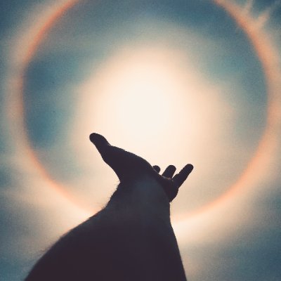 tobislv's profile picture. 99% truth bombs, 1% false information