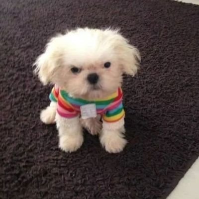 Karolj_'s profile picture. Vive e lute  por uma causa