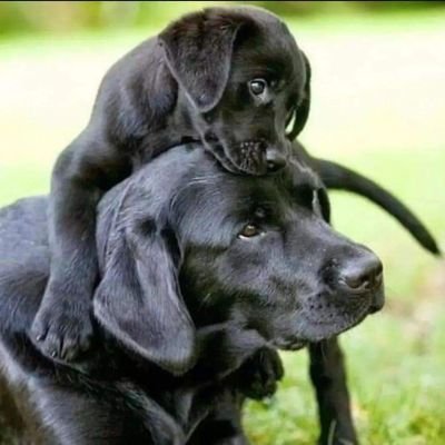 whales614's profile picture. Careful, don't look directly into the sparkle from my tiara...we're pretty mesmerizing:-D