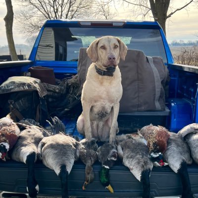 TheChessyBritt's profile picture. Just a retriever waitin to fetch em up.