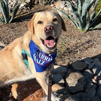 Gabby Nordell, Dogs for Harris/ Waltz will be taking over the posting duties until Nov. 5.