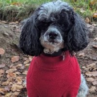 PHughes Feminism- Radical Notion Women are Human (@phughes74470229) 's Twitter Profile